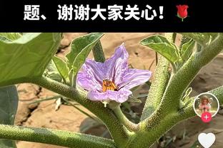 分析&讨论｜狂野西部已开启！盘点能影响西部排名的5个X因素球员